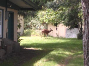Deer